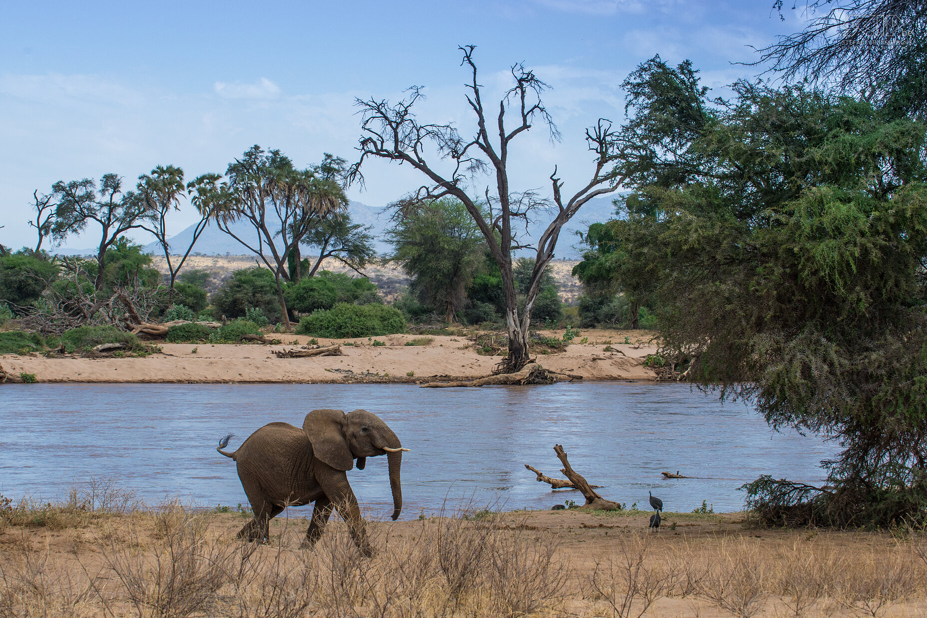 Samburu - Jonge olifant Een jonge olifant nabij de Ewaso Ng'iro rivier in Samburu NP.<br />
 Stefan Cruysberghs